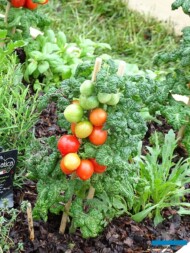 Ogrody Daisy_Pszczyna_Daisy-Days-2018_Pomidor_ekspozycja-Hajdrowski_