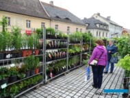 Pszczyna_Daisy-Days-2018_kiermasz