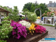 Ogrody Daisy_Pszczyna_Daisy-Days-2018_Szkolka-Pudelko