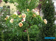 Ogrody Daisy_Pszczyna_Daisy-Days-2018_Hajdrowski_Rosa-Maja_Babylon-Eyes