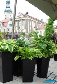 Funkie z ogrodu przygotowanego przez szkółkę Milczyńscy_Daisy Days 2018