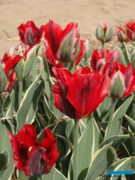 Tulipan 'Hollywood Star'