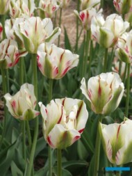Tulipan 'Flaming Spring Green'