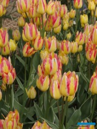 Tulipan 'Georgette'
