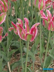 Tulipan 'Virchic'