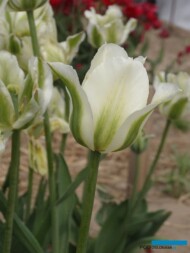 Tulipan 'Spring Green'