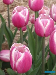Tulipan 'Jumbo Beauty'