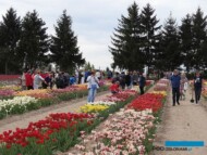 Tulipany_Kolekcja odmian prezentowanych 1-3 maja 2018 w Chrzypsku