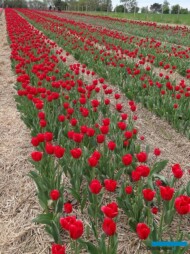 Tulipan 'Ile de France'