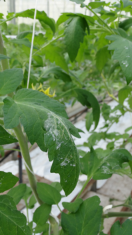 Na liściach pomidora widoczne są ślady po traktowaniu roślin szczepionką z firmy Valto, chroniącą przed wirusem mozaiki pepino