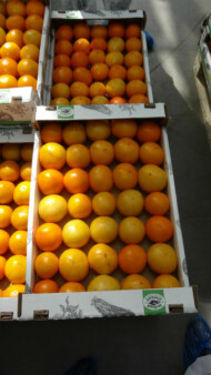 Pomarańczowy, wielkoowocowy pomidor z firmy Enza Zaden (jeszcze pod numerem)