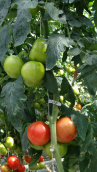 Pomidory hodowli firmy Enza Zaden w szklarniach firmy Agrokultura, Milaneza F1