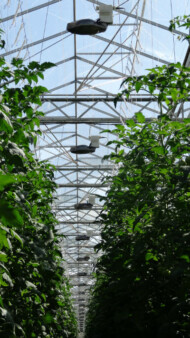 W szklarniach zainstalowano lampy do doświetlania asymilacyjnego z firmy Hortilux