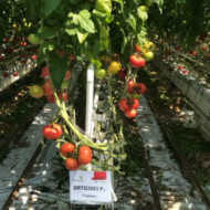 Nowa odmiana pomidora malinowego - Fujimaru F1