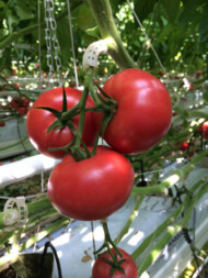 Pomidor malinowy Tomimaru Muchoo F1