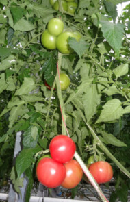 Katy Rose F1 na podkładce Defensor F1Katy Rose F1 na podkładce Defensor F1