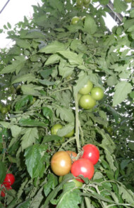 Pomidor malinowy Katy Rose F1 w uprawie na podkładce Protector F1