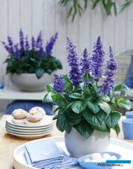 Salvia x hybrida 'Mysty'