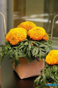 Tagetes erecta 'Little Duck Orange'