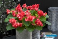 BEGONIA semperflorens ‘Fiona Red’ F1_Takii