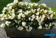 Begonia Tophat 'White' z firmy Syngenta