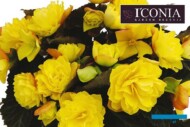 Begonia_I´CONIA Portofino Yellow_DummenOrange_
