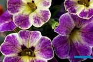 Calibrachoa Fashionista z grupy Cameleon (hodowli firmy Westhoff)
