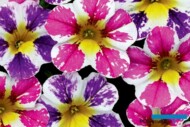 CandyShop™ Pixie Stix Mix calibrachoa_Westhoff