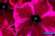 Petunia Crazytunia 'Cosmic Purple' z firmy Westhoff