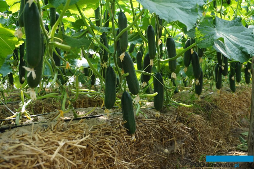 Uprawa odmiany Britanos F1 na słomie