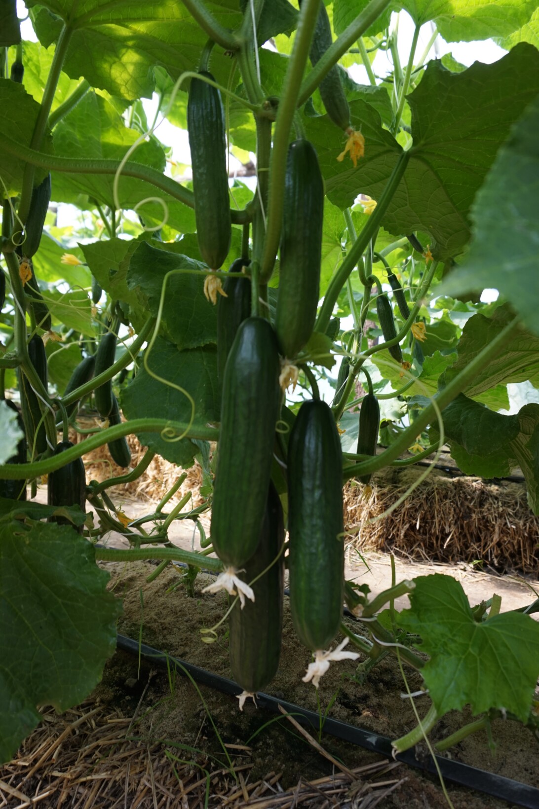 Owoce ogórka sałatkowego Britanos F1