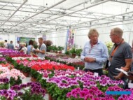 _Hendriks Young Plants_FlowerTrials 2018_
