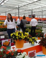 Carolien van der Goes_Dummen-Orange_FlowerTrials-2018