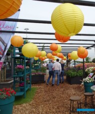 HilverdaKooij_FlowerTrials_2018