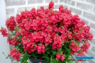 Diascia Morning Mist Basket Red_Cohen