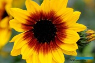 Helianthus Sunbelievable™ Brown Eyed Girl_Thompson-and-Morgan_