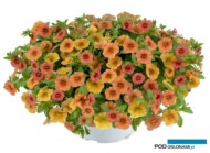 Calibrachoa LIA™ z firmy Danziger