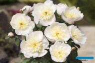 Paeonia_Patio Peony™ Madrid_GreenWorks