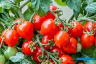 Patio Tomato Sweet Valentines_HemGenetics