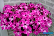 Petunia Happy Giant Pink_Cohen