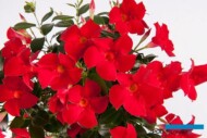 Mandevilla Sundaville® MiMi Red_MNP Flowers