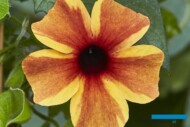 Thunbergia 'Sunny Susy® Amber Stripe'_Volmary