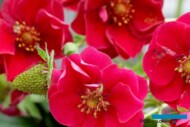 Truskawka_Summer Breeze Rose_ABZ Seeds