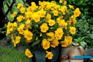 Viola wittrockiana_Freefall® XL_Floranova