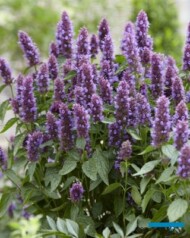Agastache Beelicious® Purple