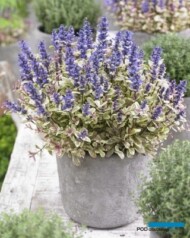 Ajuga tenorii PRINCESS NADIA