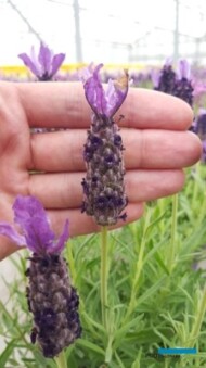 Lavandula stoechas DARK NIGHT