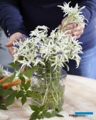 Leontopodium alpinum BLOSSOM OF SNOW