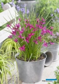 Rhodohypoxis ‘Beverly’