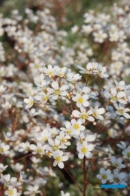 Saxifraga ICEQUEEN - kwiatostan